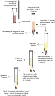 Levetiracetam Affects Differentially Presynaptic Proteins in Rat Cerebral Cortex